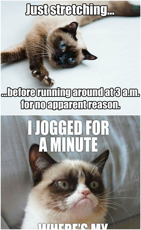 The 50 Funniest Grumpy Cat Memes .